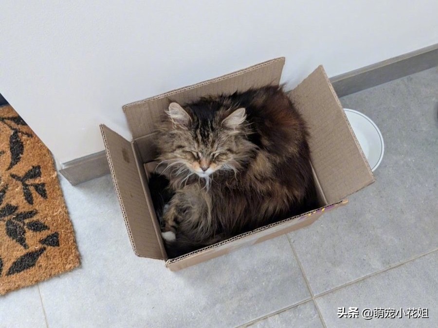 猫咪每天给一户人家送鲜花，连续送了一个月，原来猫咪在表达感谢