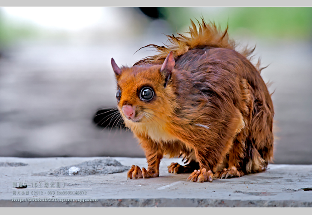 摄影飞行素材,飞鼠摄影作品欣赏