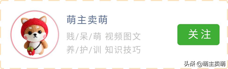 阿拉斯加雪橇犬发情怎么办阿拉斯加发情护理攻略