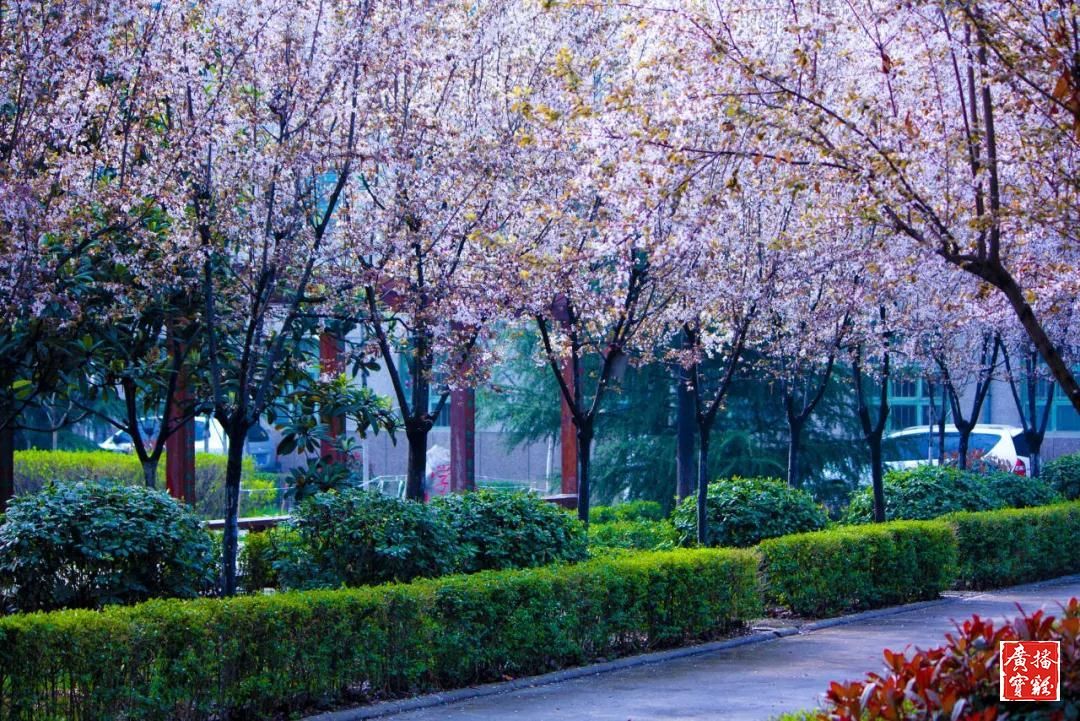 春天里的校园美景,春天里的校园很美