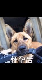 狗狗知道主人怀孕后的反应动画,主人怀孕后狗狗的反应哈士奇