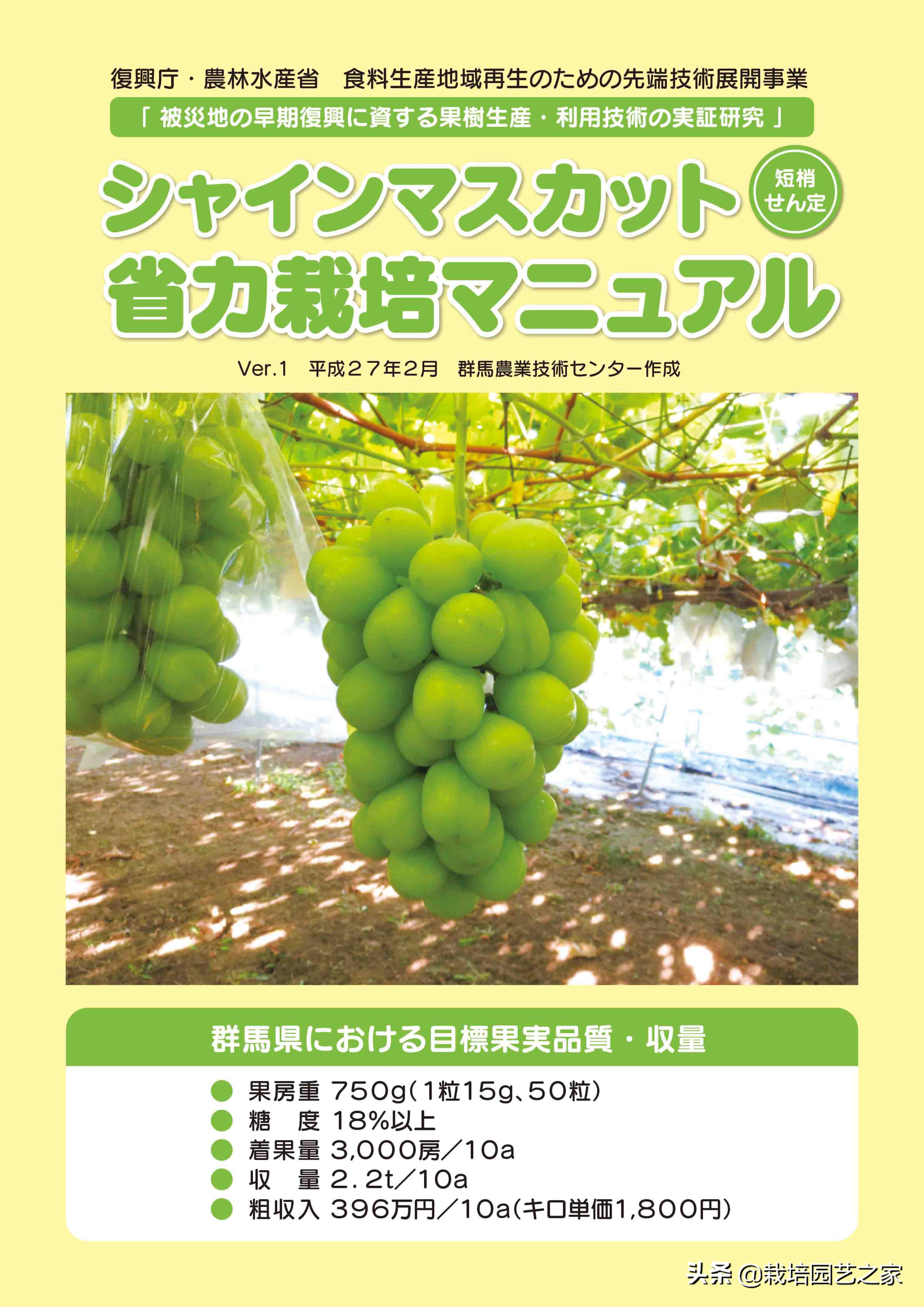 日本阳光玫瑰葡萄全教程,日本阳光玫瑰保果配方