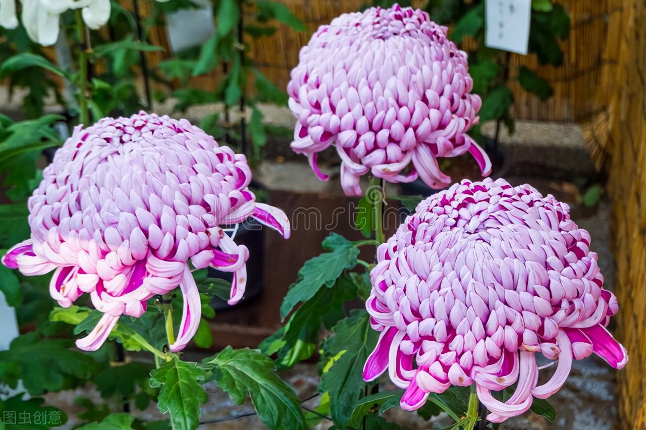 适合家庭养的带香味的无毒花,10种健康花