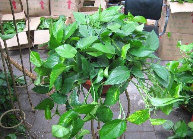 绿萝一年四季都常绿的原因,绿萝四季常绿是什么意思