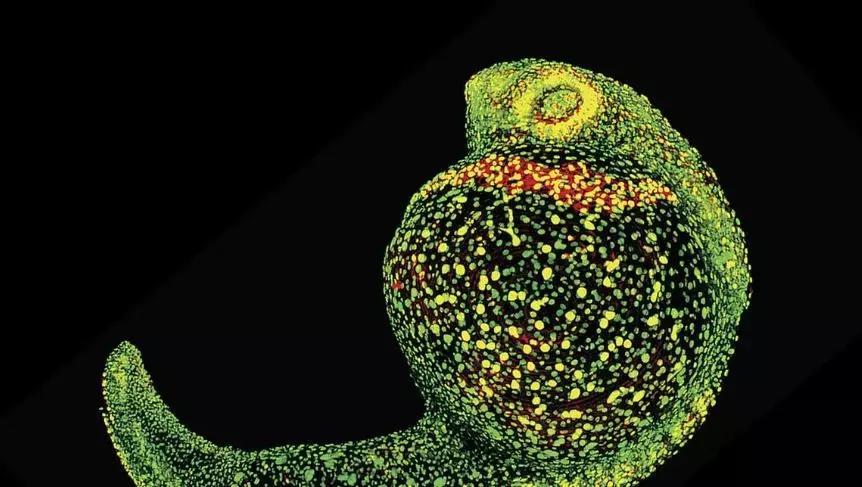 science十大科学突破,science2017全球十大科学突破