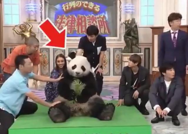 外国到底有多喜欢大熊猫,外国人是有多喜欢大熊猫