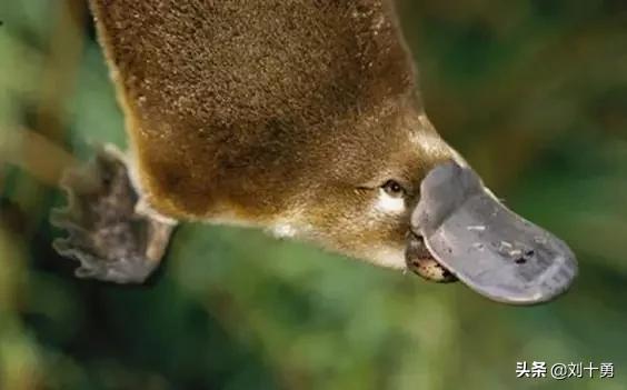 罕见动物60种大开眼界,十种罕见动物