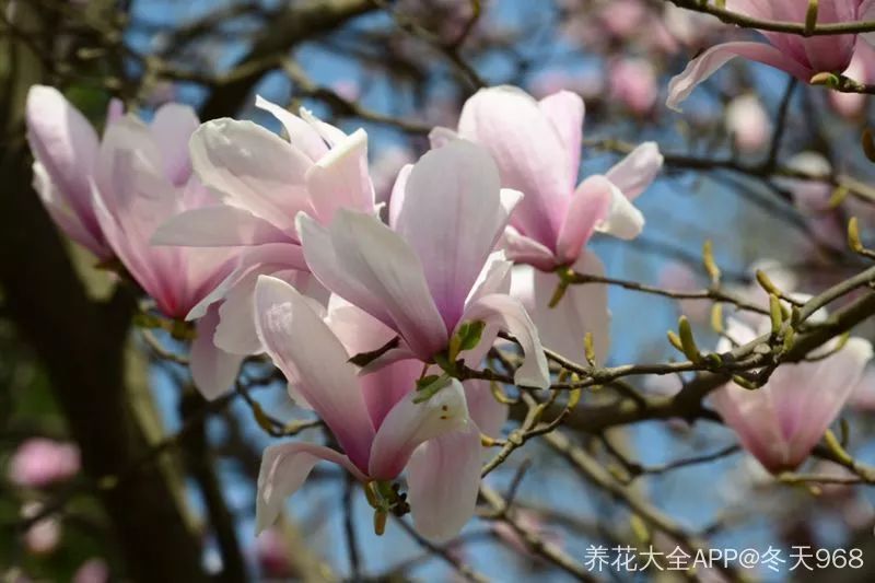 看到花的时候,不知是什么花?那就收下这份百花图谱