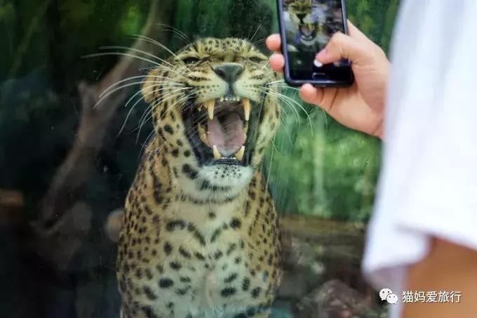 广州长隆野生动物园全程步行攻略,2天游玩广州长隆野生动物园攻略