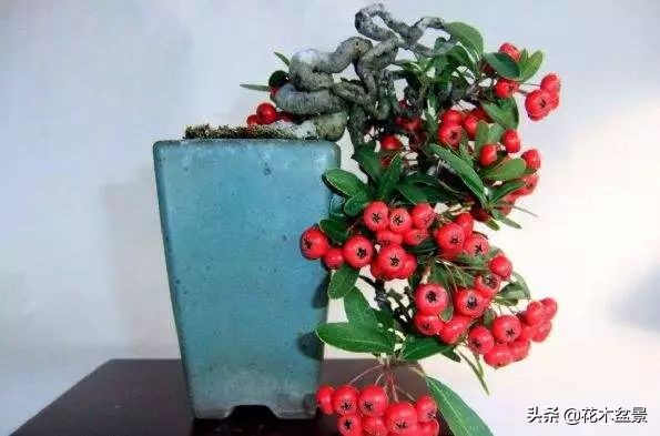 适合客厅养的盆景植物,茶桌上养什么盆景植物