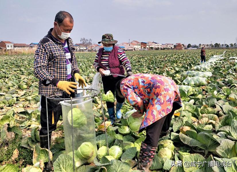 疫”年之春乡村行