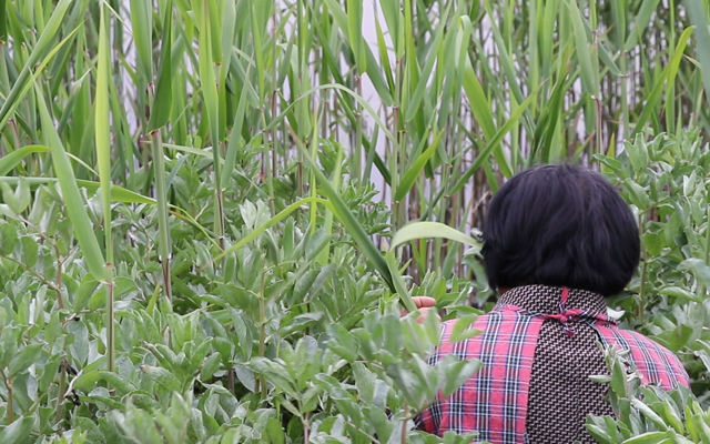 粽子怎么包才好吃视频教程全集,粽子怎样包的软一点