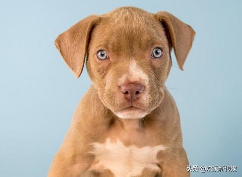 十种好养的宠物狗品种,100种可爱的狗