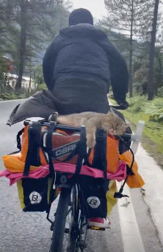 网红绑猫*藏西**骑行求关注,遭网友质疑回怼:比在家里刺激多了