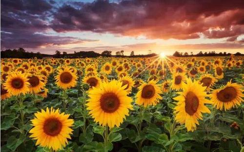 迎着太阳的向日葵,属于太阳的向日葵