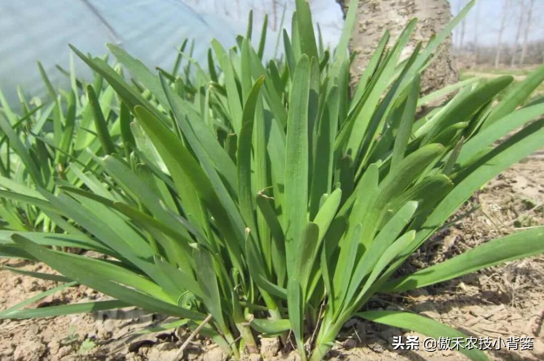 韭菜几天能出苗几月份种韭菜最好,韭菜移栽多久开始施肥