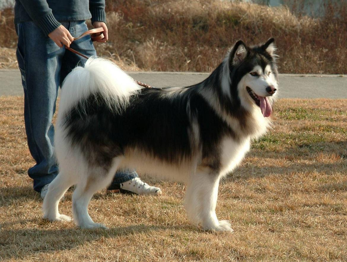 狗狗的品种科普知识大全,令人惊叹的狗狗品种你一定要了解