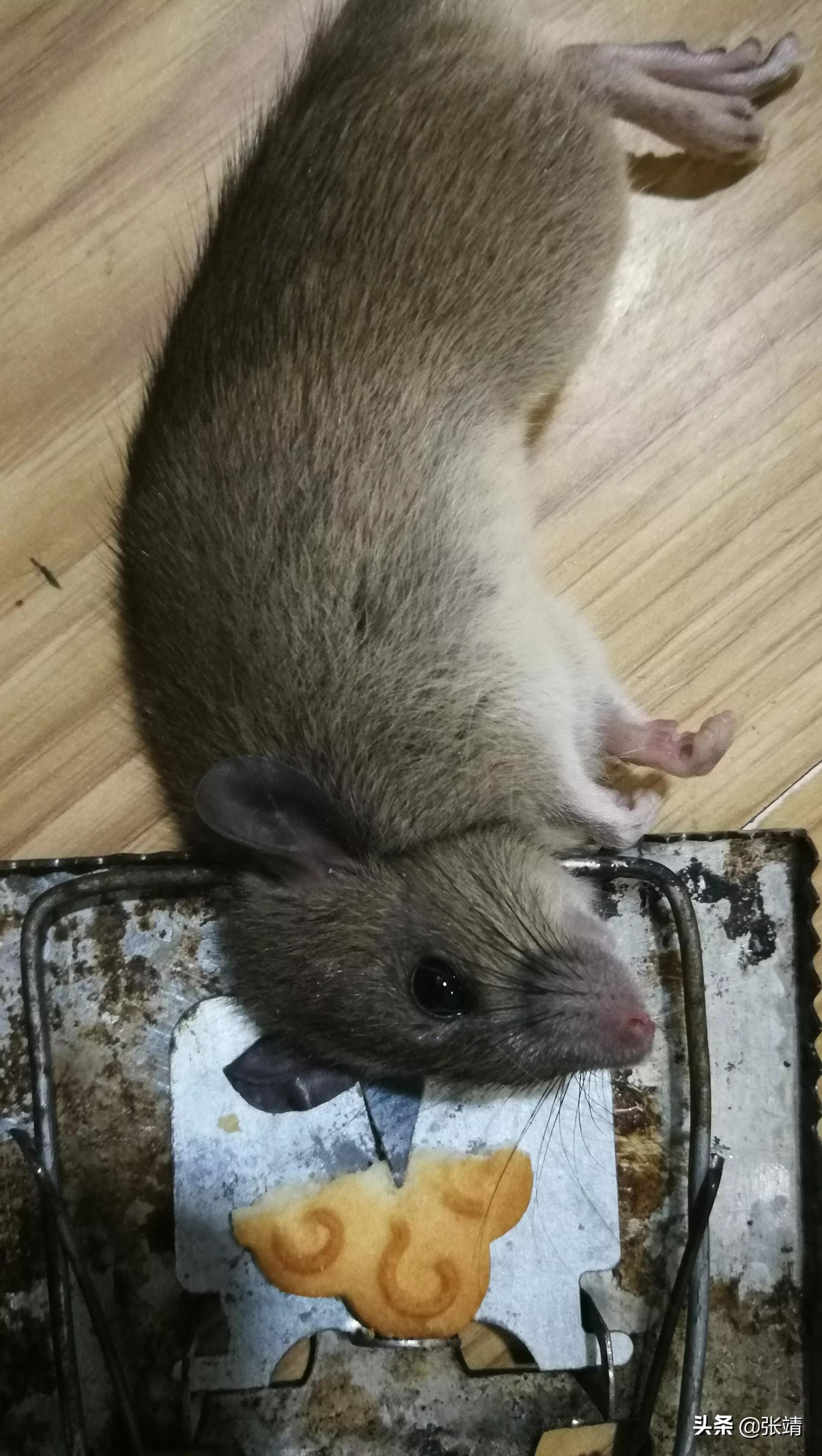 老鼠进家了怎么才能抓住,老鼠进家该找谁处理