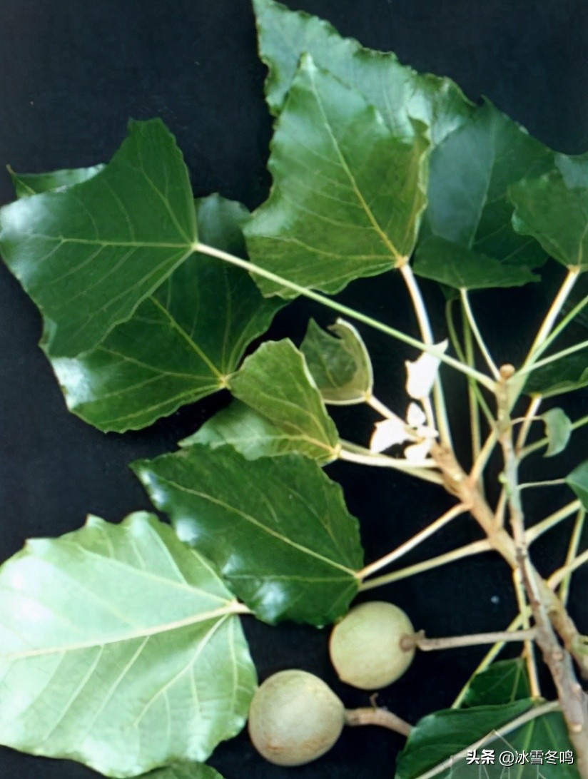 这种树木的果实被印度人奉为香料秘方，秘方背后有值得思考的事情