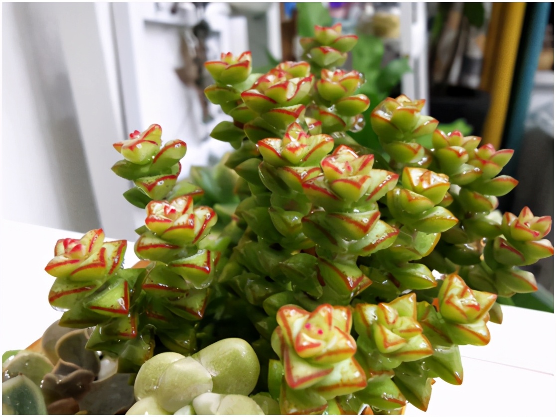 多肉虐我千百遍，我待多肉如初恋