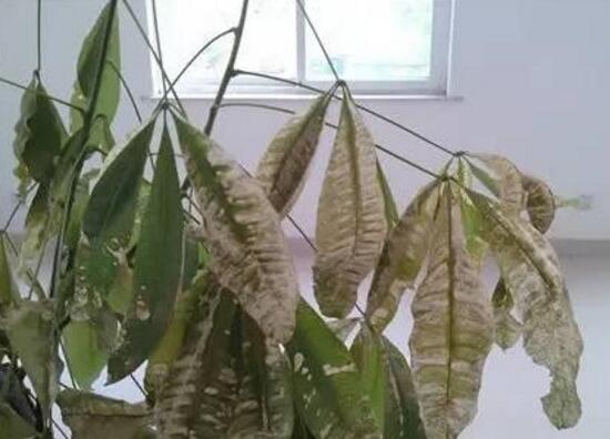 发财树病虫害治疗方法,发财树病虫害防治