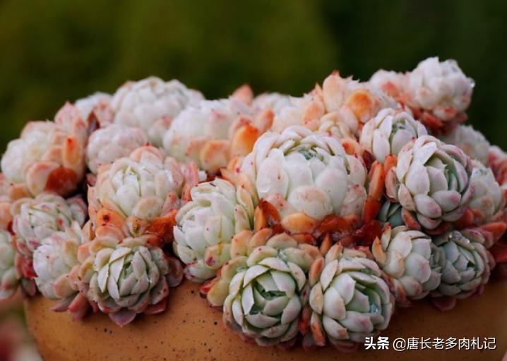 多肉冰梅适合阳台养吗,多肉冰露夏天怎么养