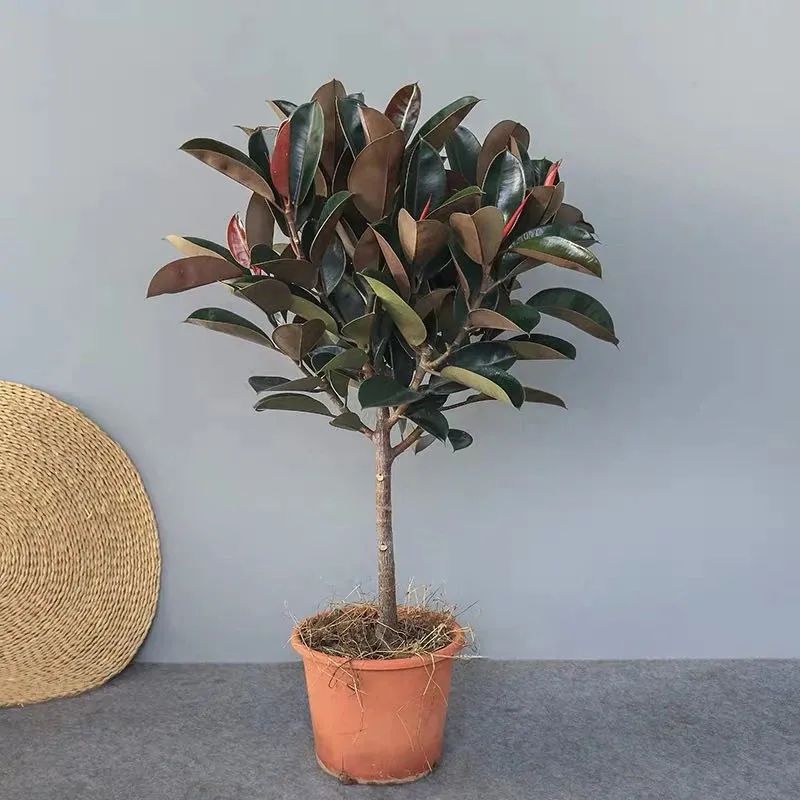 家养五种植物,家养绿叶花卉大全