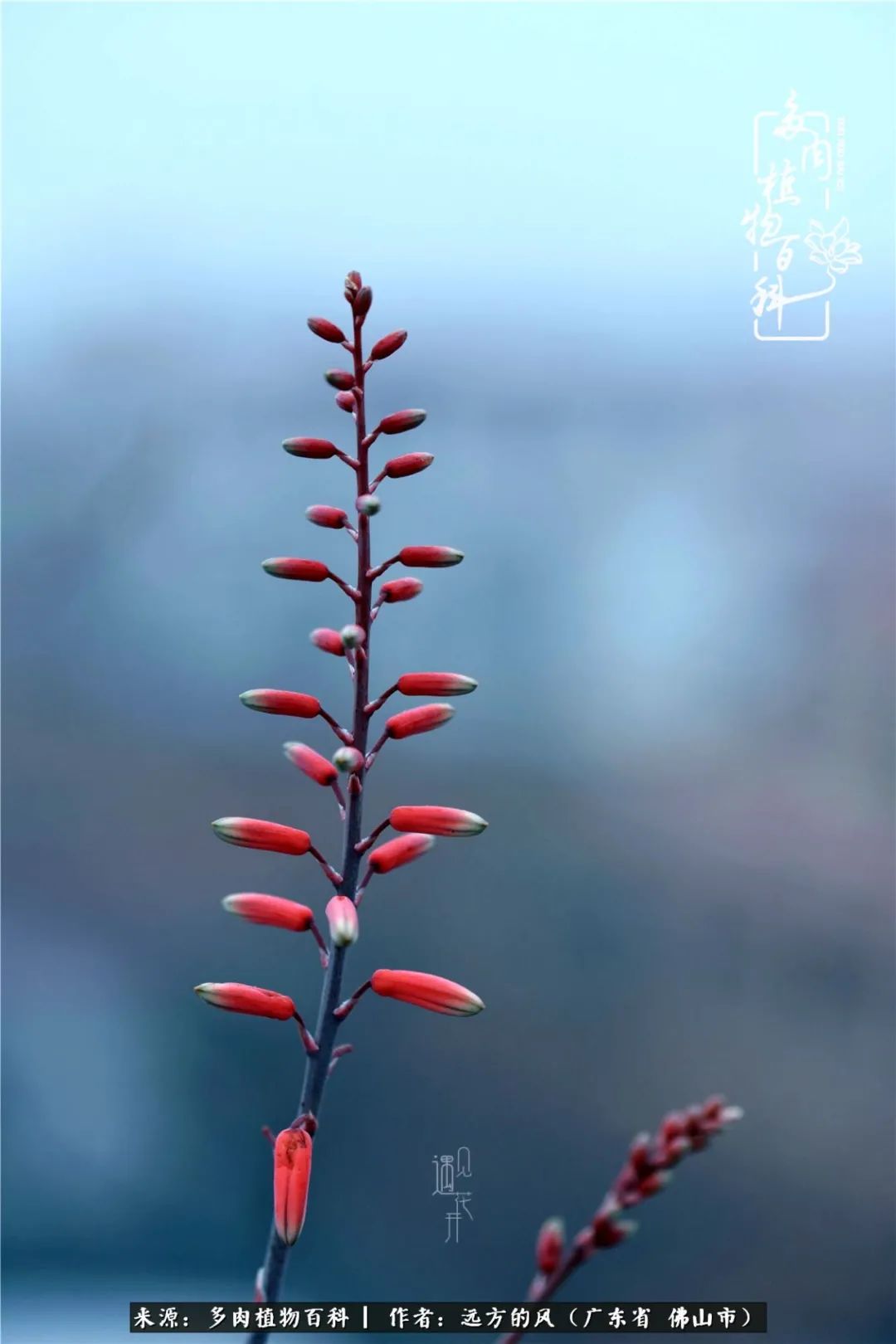 那些花儿在每个角落静静为你开着,那些花儿在每个角落静静地绽放