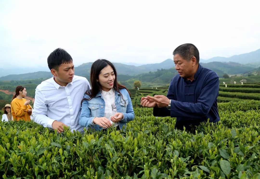 武夷山原产茶叶带您品好茶,武夷山生态好茶