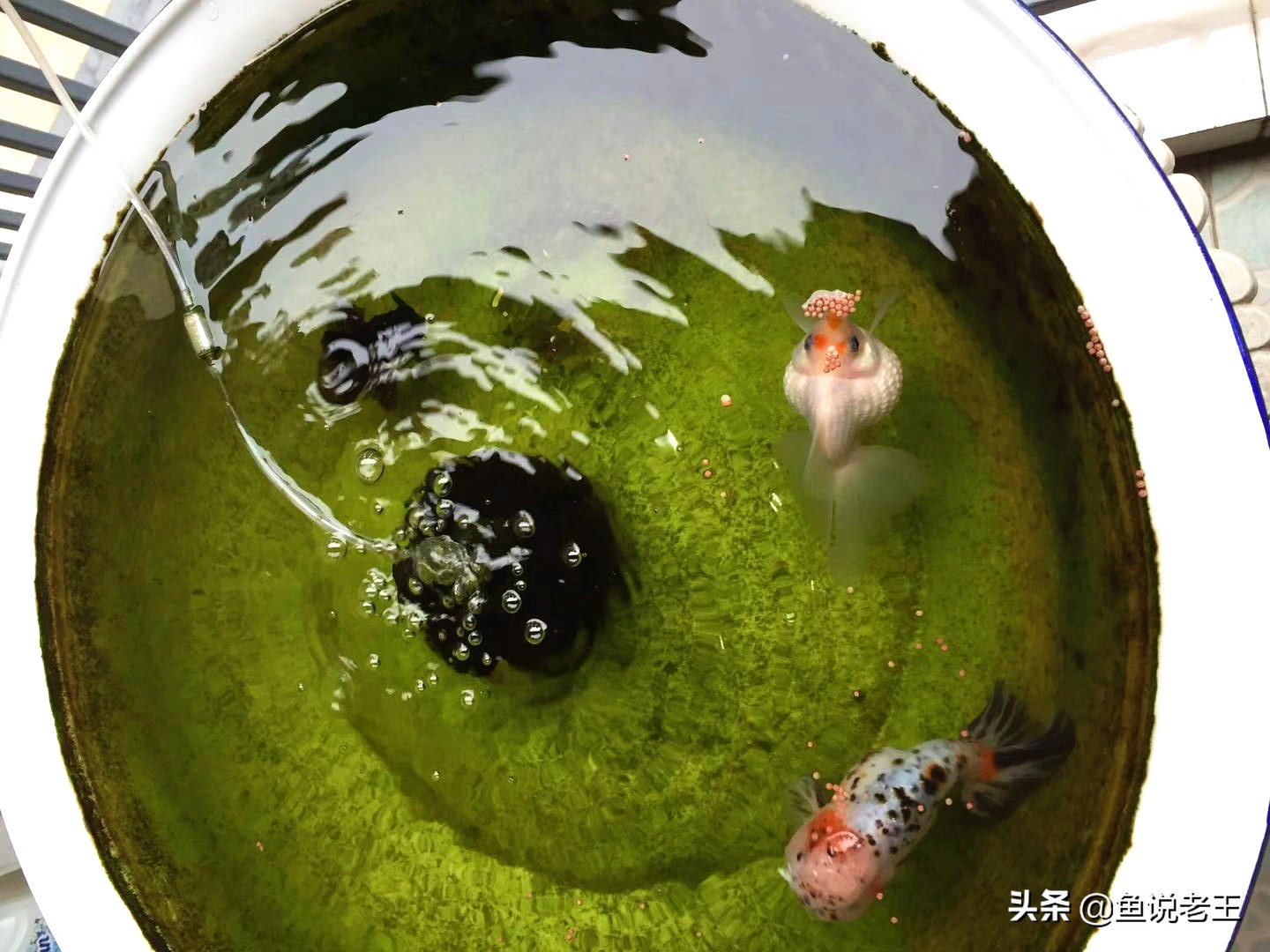 金鱼折尾怎么处理,为什么金鱼会翻肚子