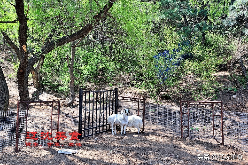 沈阳棋盘山满族风情村烤全羊,沈阳棋盘山莲花炖鱼馆烤全羊