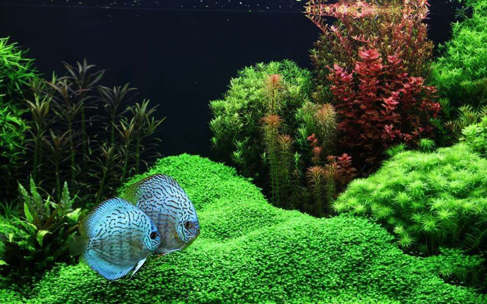 铺底砂养七彩神仙鱼造景,七彩神仙鱼缸造景效果图