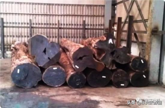 想做非洲木材市场,你得先认识它们