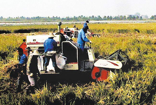 浙江大爷赚钱副业,浙江稻鳖养殖