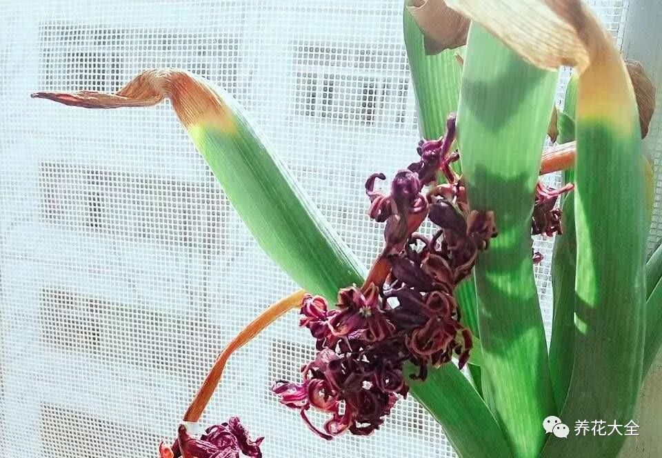 风信子开完花剪掉还会开吗,风信子开完花还可以活吗