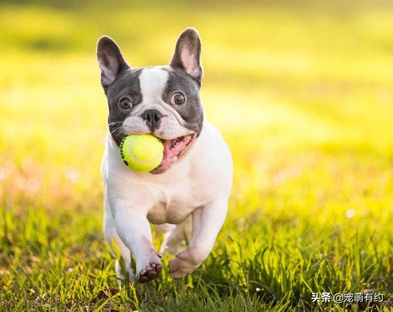 法国斗牛犬如何选择,法国斗牛犬的基本知识