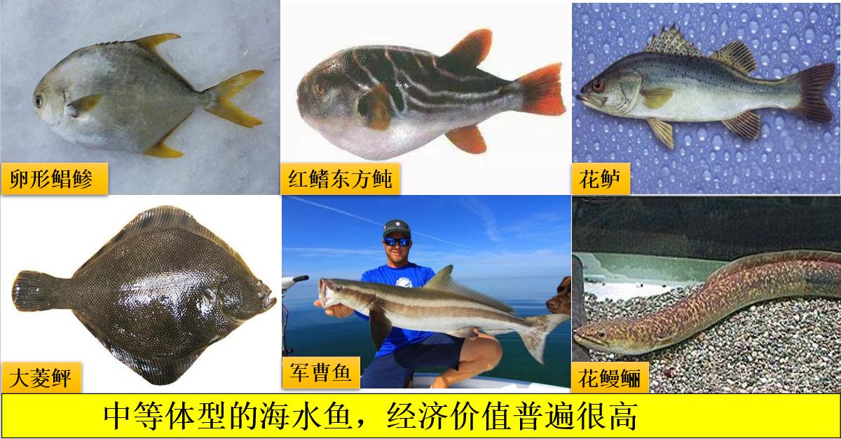 养殖鱼要在怎样的气温下才可以养,养殖鱼怎么才长得快