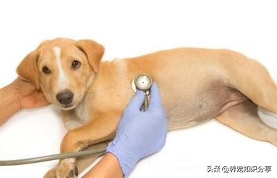 狗狗太瘦怎样合理的让狗狗长肉,如何解决狗狗肥胖问题