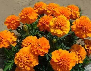 孔雀草叶,孔雀草花色艳丽