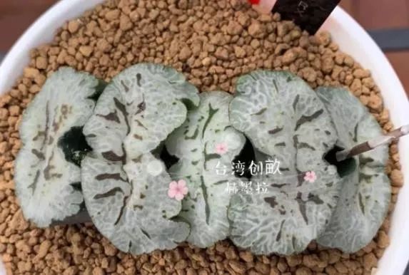 2023多肉展会直播,2023上海多肉植物展