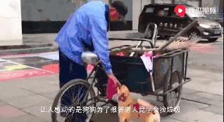 流浪狗狗遇到爱它的主人,流浪狗需要被疼爱