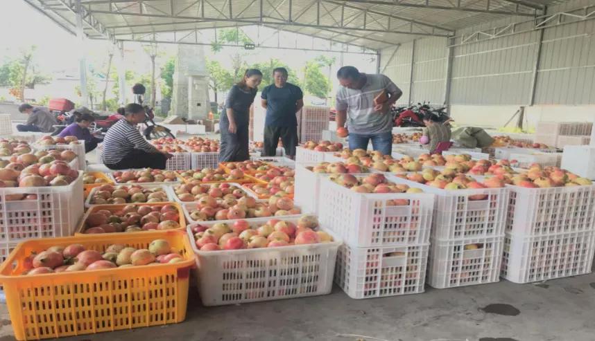 西昌黄联关镇：小石榴做出大文章软籽石榴映“红”乡村致富路