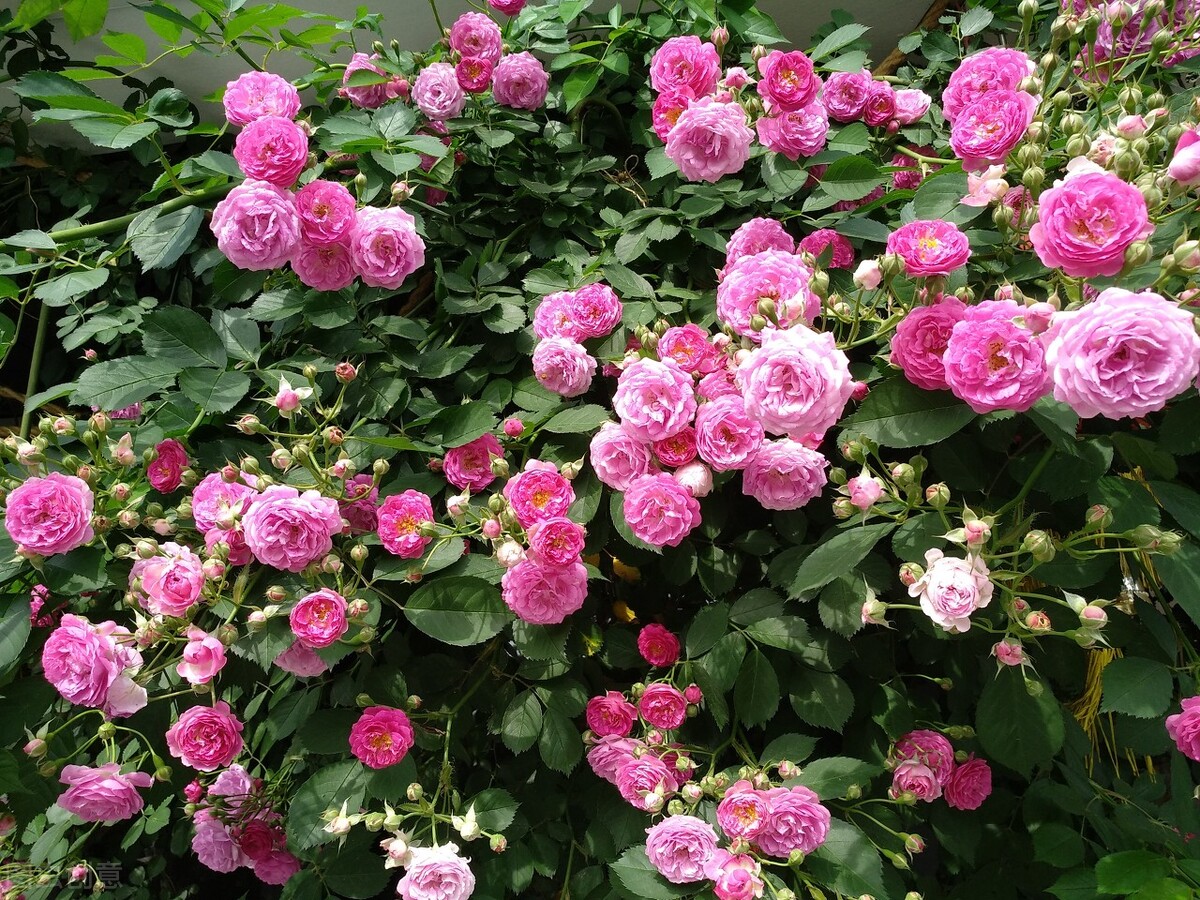 100种常见园林图鉴,列举20类不同的园林花卉