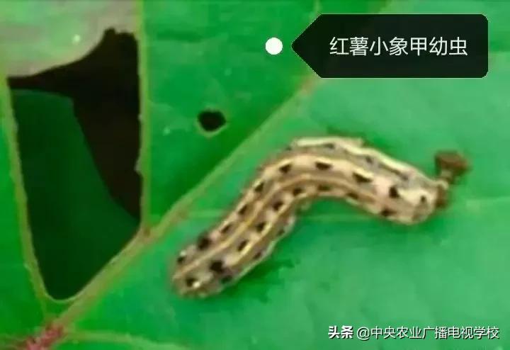 红薯如何防治小飞虫,怎样治红薯地下害虫