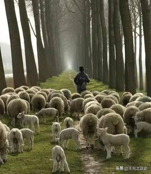 新西兰那么闲为什么是发达国家,新西兰这个国家靠什么发展的经济