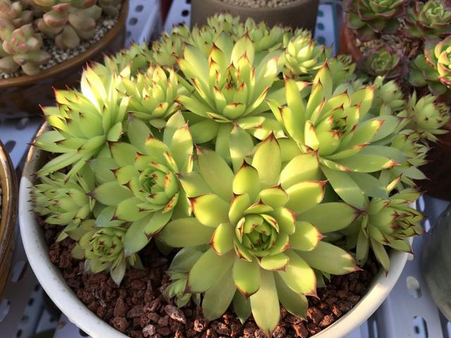 多肉观音莲的习性介绍,观音莲茎的习性