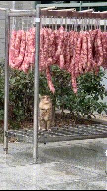 搞笑GIF开心一刻:姑娘你晚上睡觉,你要小心你家这只猫