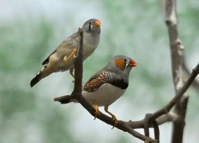 如何饲养出漂亮活泼、且高繁殖的珍珠鸟