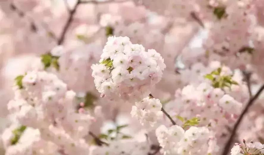 奉化樱花公园,奉化樱花谷