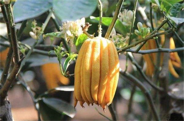 北方种植佛手瓜冬天移栽室内过冬,佛手瓜的冬季保存方法和怎样种植